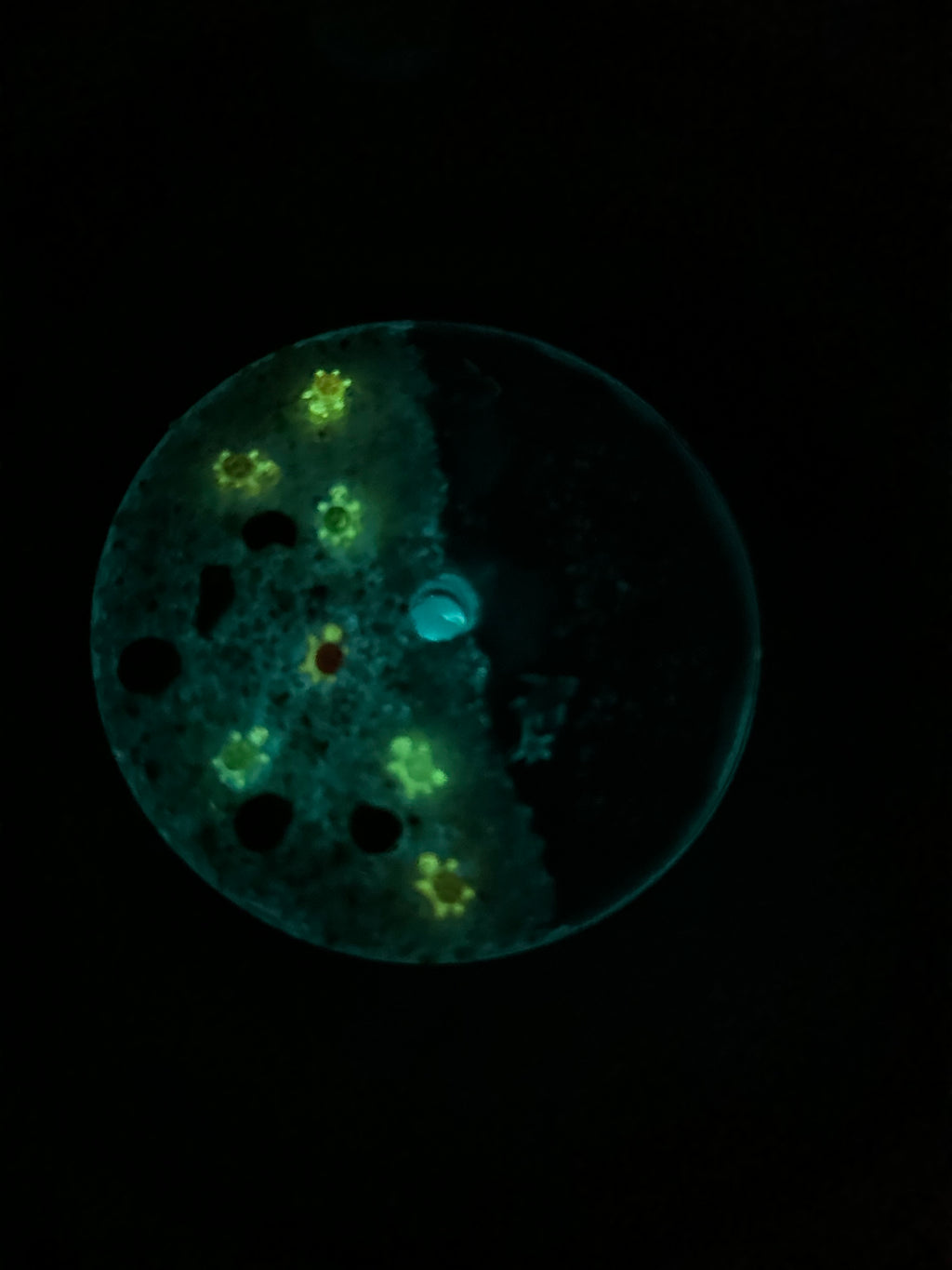 24oz Glow in the Dark Sea Turtle Snow Globe Tumbler